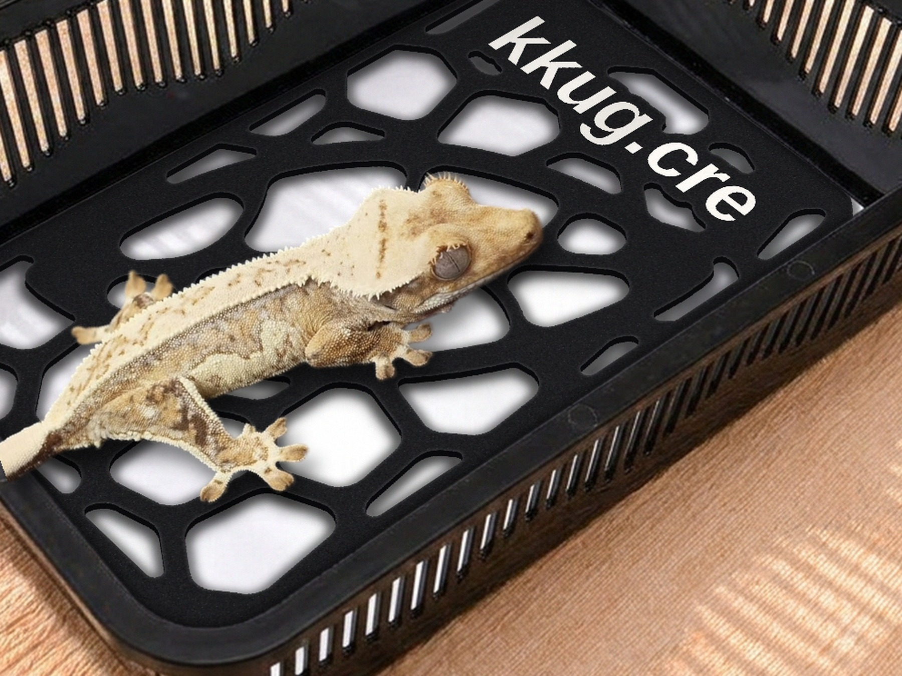 Faunarium z matą i płytką Pebble Plate, na wierzchu gekon orzęsiony